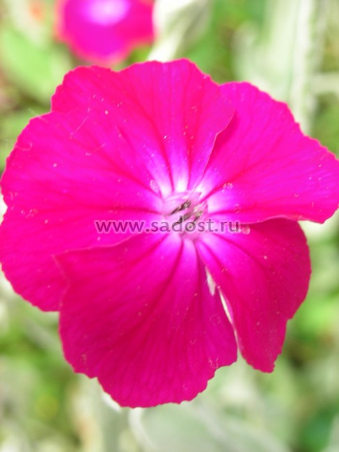 Лихнис корончатый Атросангинеус /Lychnis coronaria Atrosanguineus/ Лихнис корончатый Атросангинеус /Lychnis coronaria Atrosanguineus/