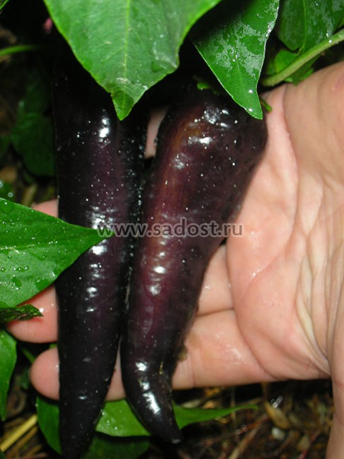 Семена: Сладкий перец Маркони пурпурный  /Marconi Purple/