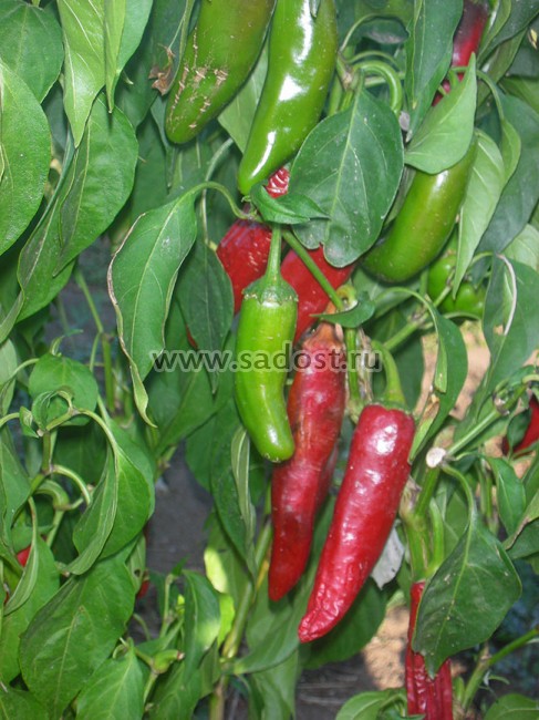 Семена:Перец острый Халапеньо Чипотле /Jalapeno Chipotle/ Семена:Перец острый Халапеньо Чипотле /Jalapeno Chipotle/