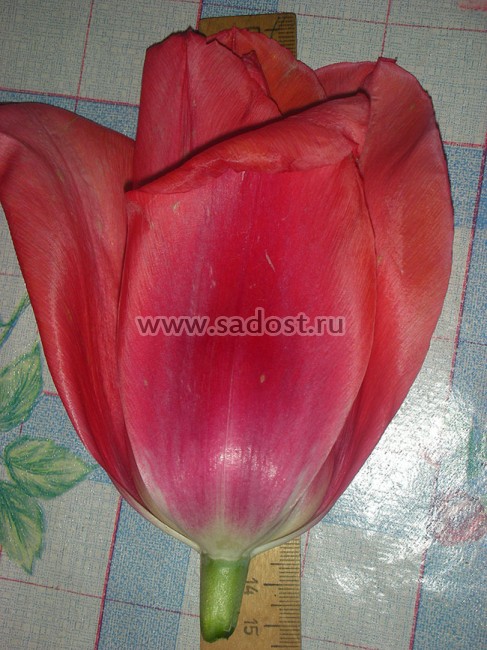 Тюльпан Темпл оф Бьюти /Tulipa Temple of Beauty/ Тюльпан Темпл оф Бьюти /Tulipa Temple of Beauty/