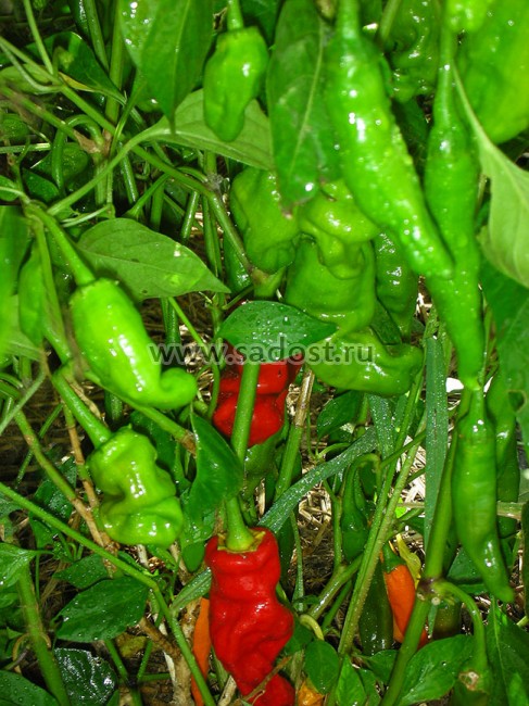 Семена: Перец острый Эрос /Pepper Hot Red Eros/ Семена: Перец острый Эрос /Pepper Hot Red Eros/