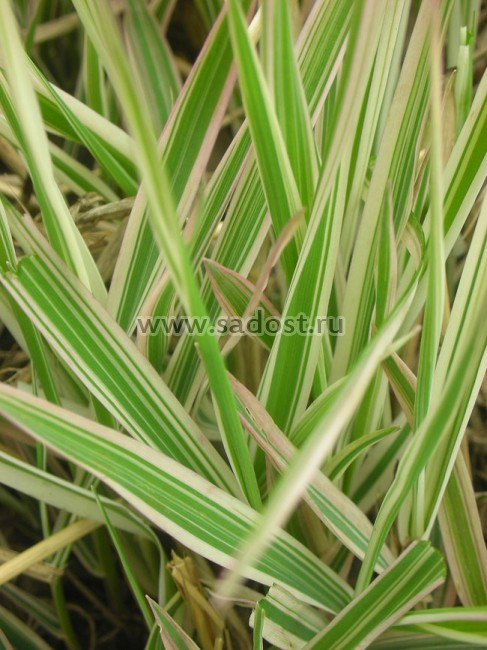 Фалярис тростниковый Триколор /Phalaris arundinacea Tricolor/ Фалярис тростниковый Триколор /Phalaris arundinacea Tricolor/