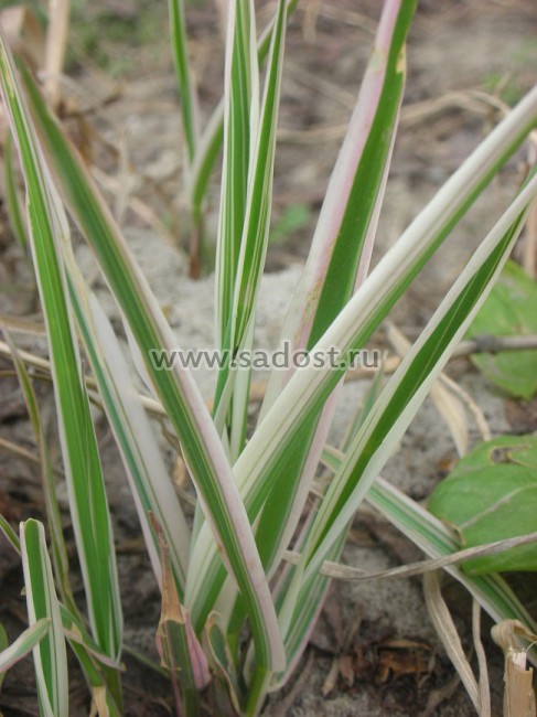 Фалярис тростниковый Триколор /Phalaris arundinacea Tricolor/ Фалярис тростниковый Триколор /Phalaris arundinacea Tricolor/