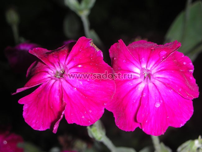 Лихнис корончатый Атросангинеус /Lychnis coronaria Atrosanguineus/ Лихнис корончатый Атросангинеус /Lychnis coronaria Atrosanguineus/