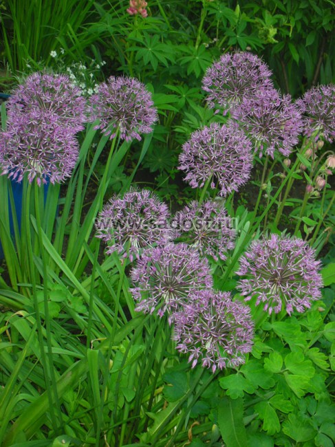Лук декоративный Аллиум /Allium/ Лук декоративный Аллиум /Allium/