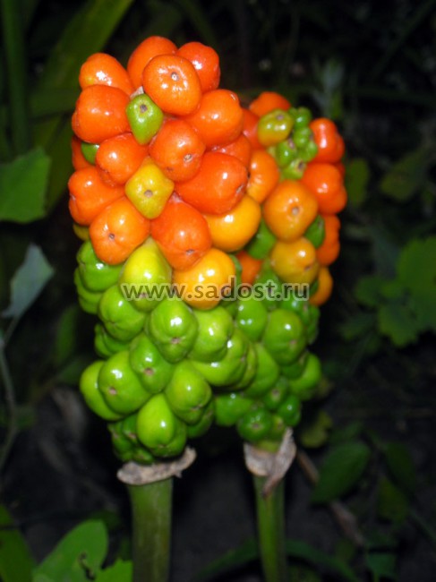 Арум италикум /Arum italicum/ Арум италикум /Arum italicum/