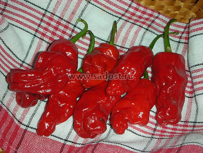 Семена: Перец острый Эрос /Pepper Hot Red Eros/ Семена: Перец острый Эрос /Pepper Hot Red Eros/