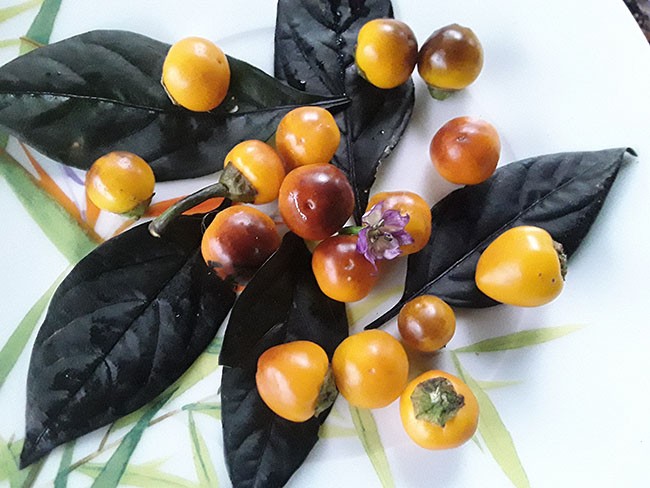 Семена: Перец острый Чили Коста Рика Оранжевый /Chilli Costa Rica Orange/ Семена: Перец острый Чили Коста Рика Оранжевый /Chilli Costa Rica Orange/