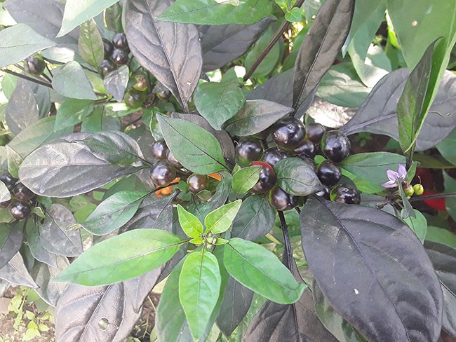 Семена: Перец острый Чили Коста Рика Оранжевый /Chilli Costa Rica Orange/ Семена: Перец острый Чили Коста Рика Оранжевый /Chilli Costa Rica Orange/