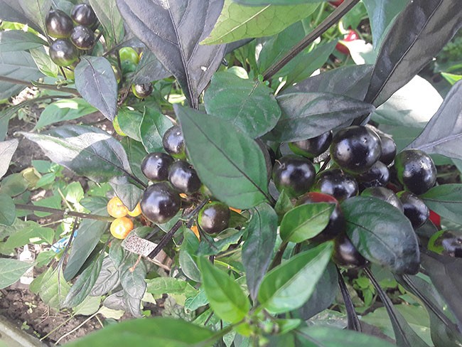 Семена: Перец острый Чили Коста Рика Оранжевый /Chilli Costa Rica Orange/ Семена: Перец острый Чили Коста Рика Оранжевый /Chilli Costa Rica Orange/