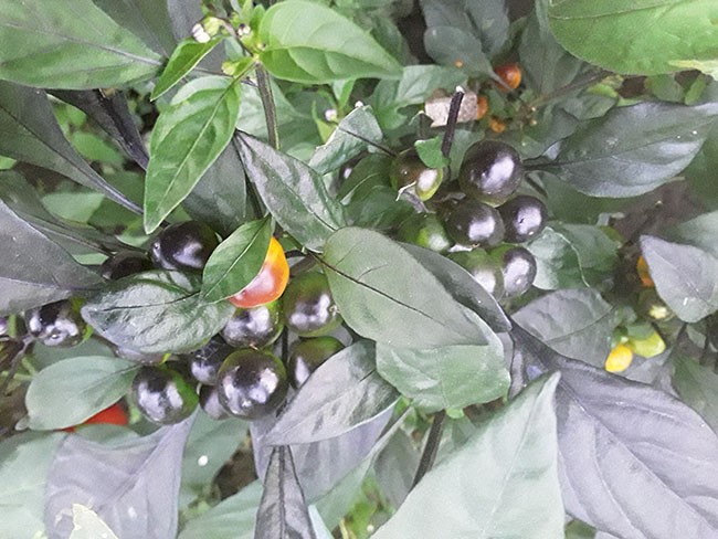 Семена: Перец острый Чили Коста Рика Оранжевый /Chilli Costa Rica Orange/ Семена: Перец острый Чили Коста Рика Оранжевый /Chilli Costa Rica Orange/