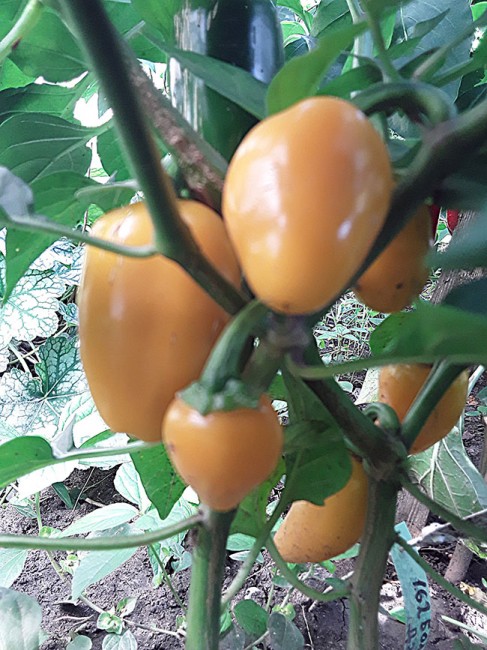 Семена: Перец острый Халапеньо желтый /Jalapeno Yellow Семена: Перец острый Халапеньо желтый /Jalapeno Yellow