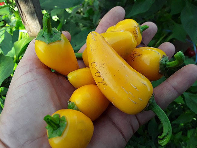 Семена: Перец острый Халапеньо желтый /Jalapeno Yellow Семена: Перец острый Халапеньо желтый /Jalapeno Yellow