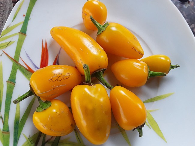 Семена: Перец острый Халапеньо желтый /Jalapeno Yellow Семена: Перец острый Халапеньо желтый /Jalapeno Yellow