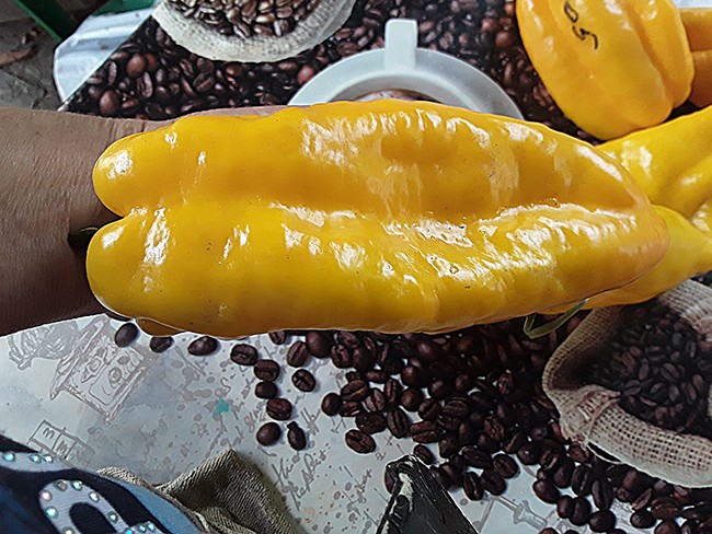 Семена: Перец сладкий Бизон желтый