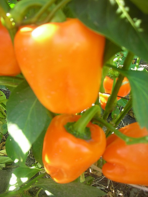 Семена: Перец сладкий Оранжевый красавец