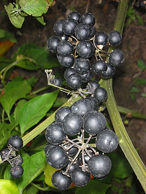 Семена: Санберри /Solanum Retroflexum/. Разное, Семена овощей .