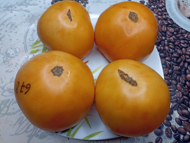 Семена: Томат Амишей Оранжевый Щербет /Amish Orange Sherbet/ Семена: Томат Амишей Оранжевый Щербет /Amish Orange Sherbet/