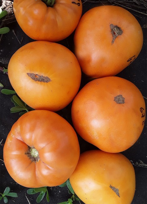 Семена: Томат Амишей Оранжевый Щербет /Amish Orange Sherbet/ Семена: Томат Амишей Оранжевый Щербет /Amish Orange Sherbet/