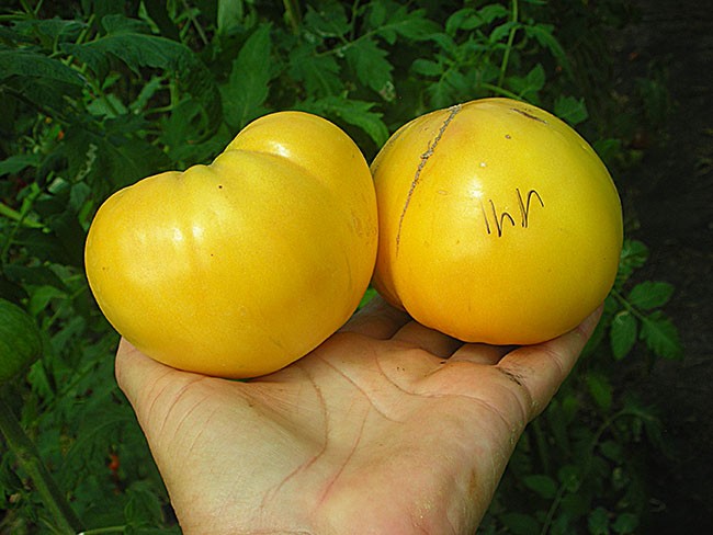 Семена:Томат Большой Лимонный Оксхард /Huge Lemon Oxheart/Лимонное бычье сердце/США
