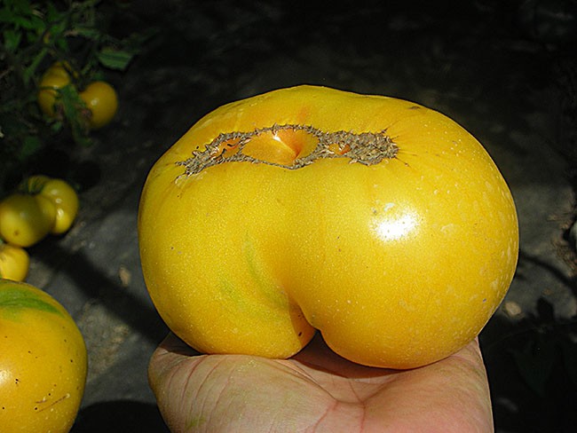 Семена:Томат Большой Лимонный Оксхард /Huge Lemon Oxheart/Лимонное бычье сердце/США