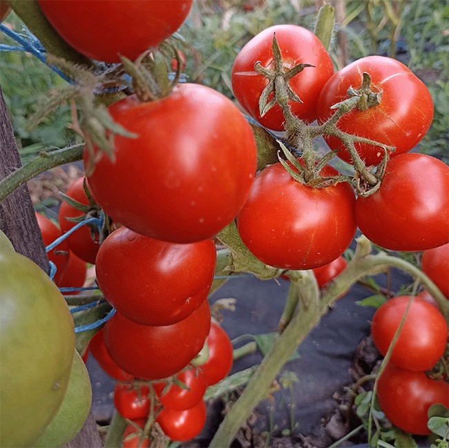 Гномы томаты форум