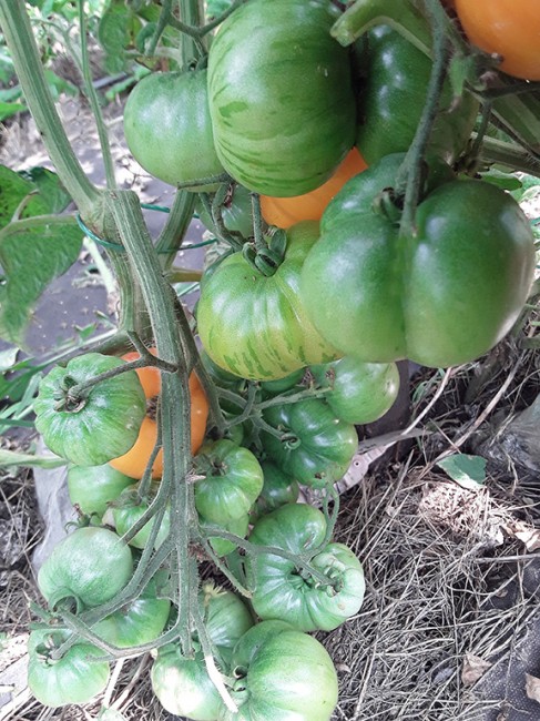 semena-tomat-gnom-nimu-variegatniy-dwarf-nimu-variegated_big_9.jpg