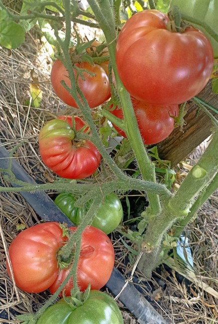 Семена:Томат Гном РХП /dwarf RHP/ Семена:Томат Гном РХП /dwarf RHP/
