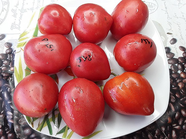 Семена:Томат Гном Розовая страсть /Pink Passion dwarf/ Семена:Томат Гном Розовая страсть /Pink Passion dwarf/