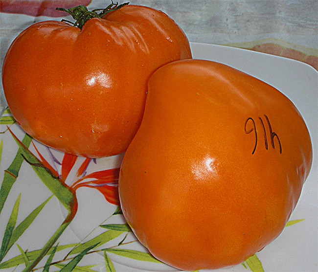Сорт томата оранжевая клубника. Волгодонской помидор. Волгодонский помидоры.