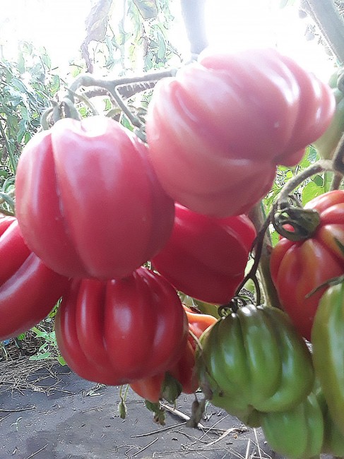 Семена: Томат Розовая клубника /Fragola rosata/ Семена: Томат Розовая клубника /Fragola rosata/