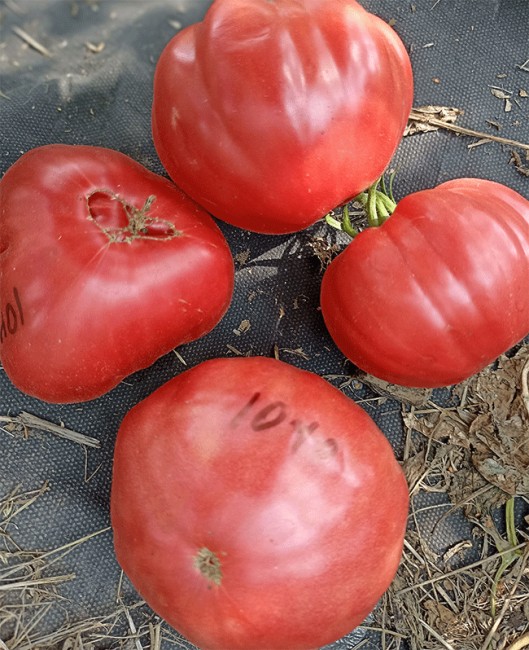 Семена:Томат Томат силы /Pomodoro della Sila/ Семена:Томат Томат силы /Pomodoro della Sila/