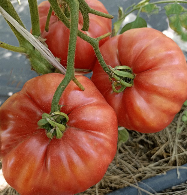 Семена:Томат Томат силы /Pomodoro della Sila/ Семена:Томат Томат силы /Pomodoro della Sila/