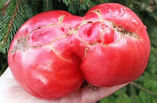 Семена:Томат Томат силы /Pomodoro della Sila/ Семена:Томат Томат силы /Pomodoro della Sila/