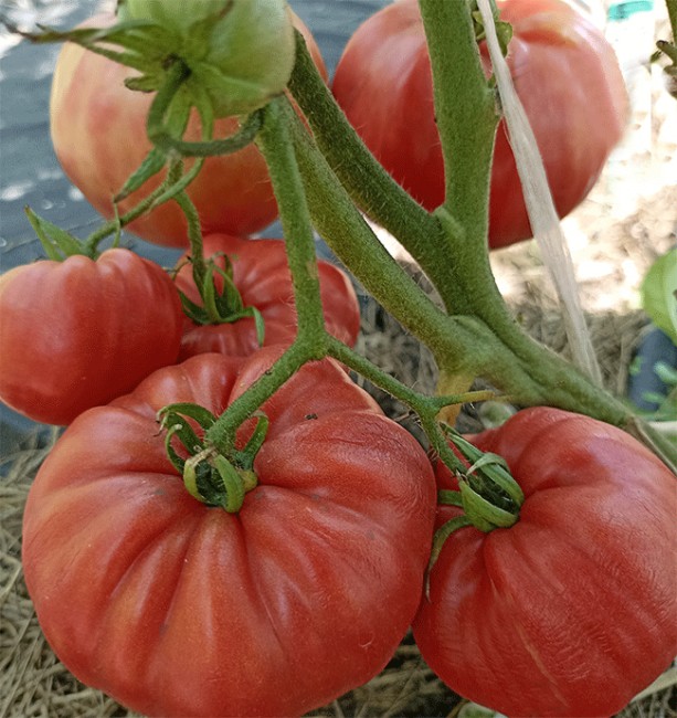 Семена:Томат Томат силы /Pomodoro della Sila/ Семена:Томат Томат силы /Pomodoro della Sila/