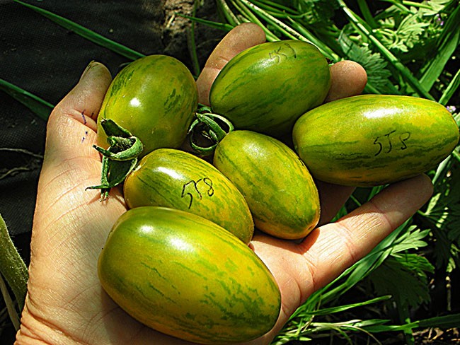 Семена: Томат Зеленая зебра паста /Green Zebra Paste/ Семена: Томат Зеленая зебра паста /Green Zebra Paste/
