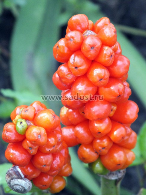 Арум италикум /Arum italicum/ Арум италикум /Arum italicum/