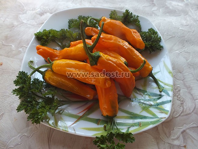 Семена: Перец острый Халапеньо оранжевый /Jalapeno Orange/ Семена: Перец острый Халапеньо оранжевый /Jalapeno Orange/