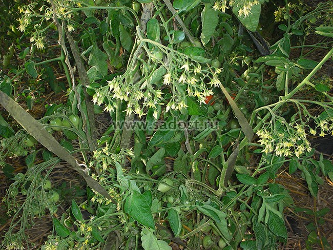 Семена: Томат «Поцелуй Герани »/Geranium Kiss/ Семена: Томат «Поцелуй Герани »/Geranium Kiss/