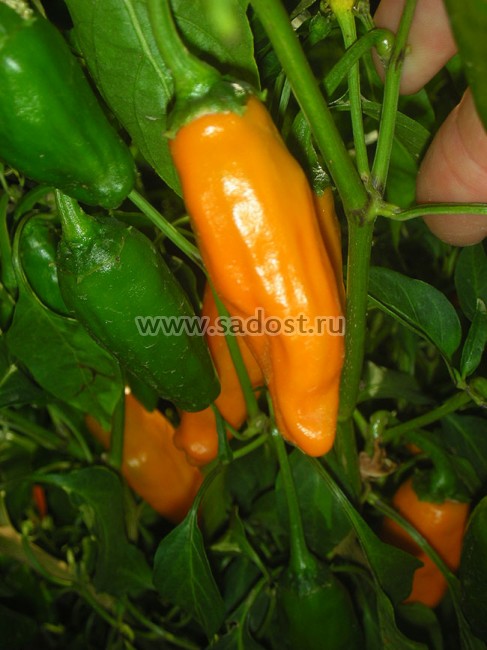 Семена: Перец острый Халапеньо оранжевый /Jalapeno Orange/ Семена: Перец острый Халапеньо оранжевый /Jalapeno Orange/