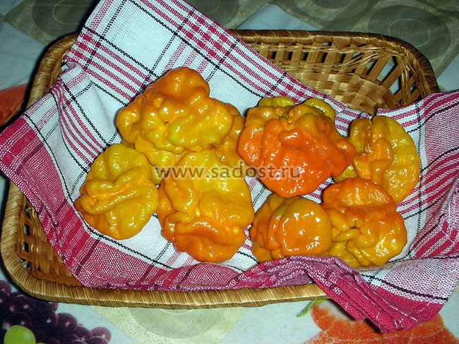 Семена: Перец острый Машрум желтый /Mushroom Yellow/ Семена: Перец острый Машрум желтый /Mushroom Yellow/