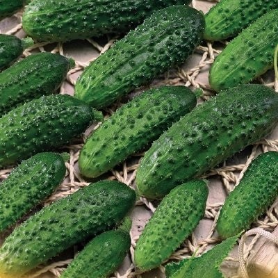 Семена: Огурец Эколь. Семена: Огурец Эколь.
